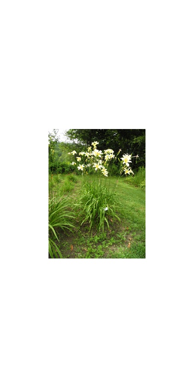 Daylily Clumps 2015: OLALLIE CAESAR'S GHOST