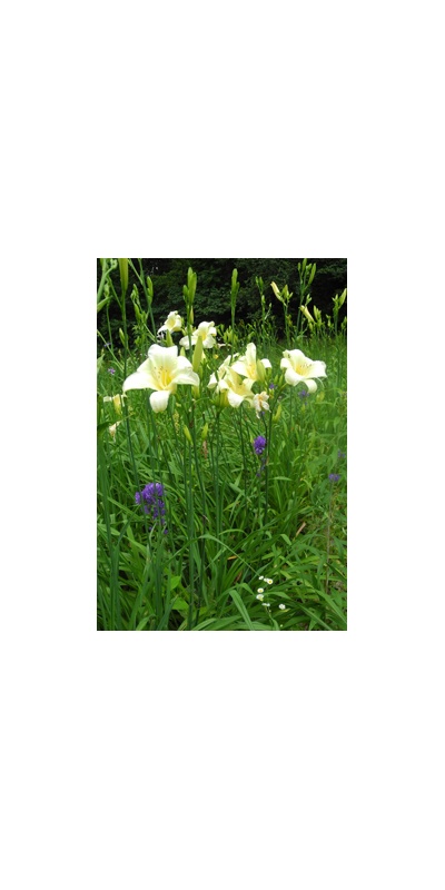 Daylily Clumps 2015: OLALLIE EARLY SNOWFALL