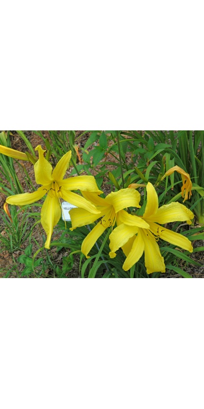 Daylily Clumps 2015: YELLOW HORNET