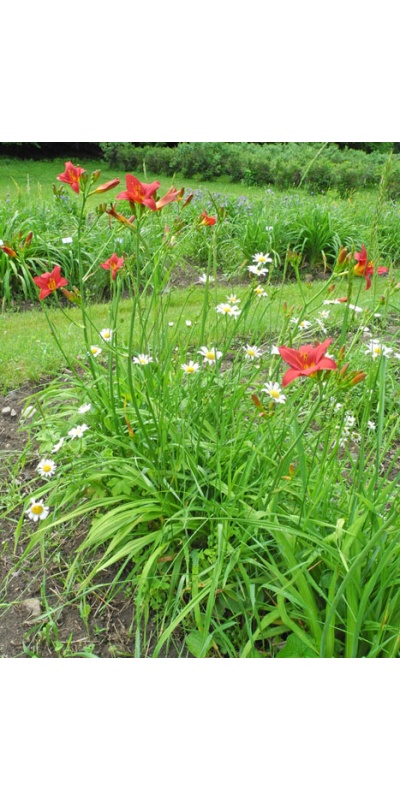 Daylily Clumps 2015: 42-09