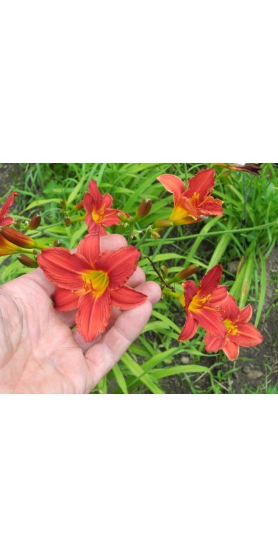 Daylily Clumps 2015: 42-09