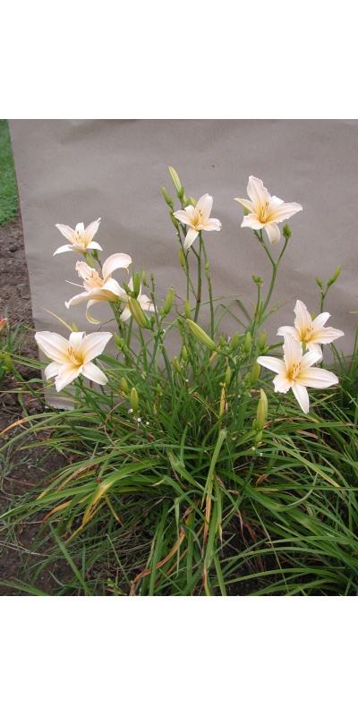Daylily Clumps 2015: ANGLES OF WHITE (VT)