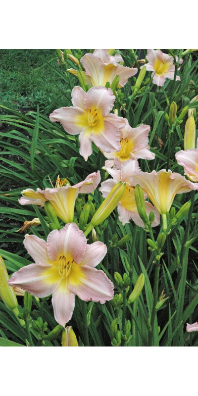 Daylily Clumps 2015: ANNUAL APPEAL (VT)