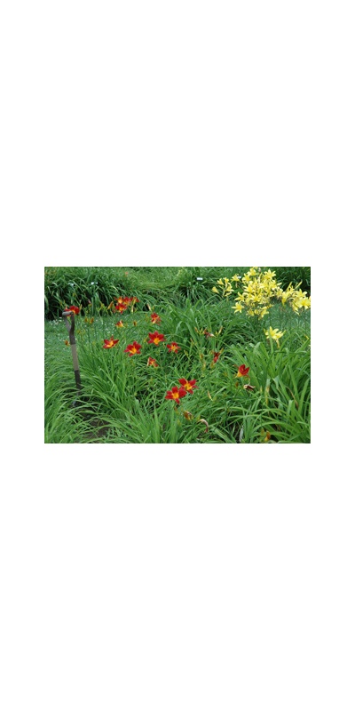 Daylily Clumps 2015: GUSTO