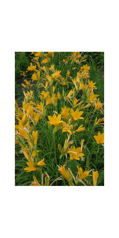 Daylily Clumps 2015: H. midd 'Japan Hybrid' green br