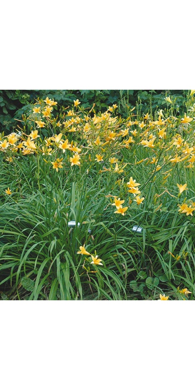 Daylily Clumps 2015: H. hakunensis