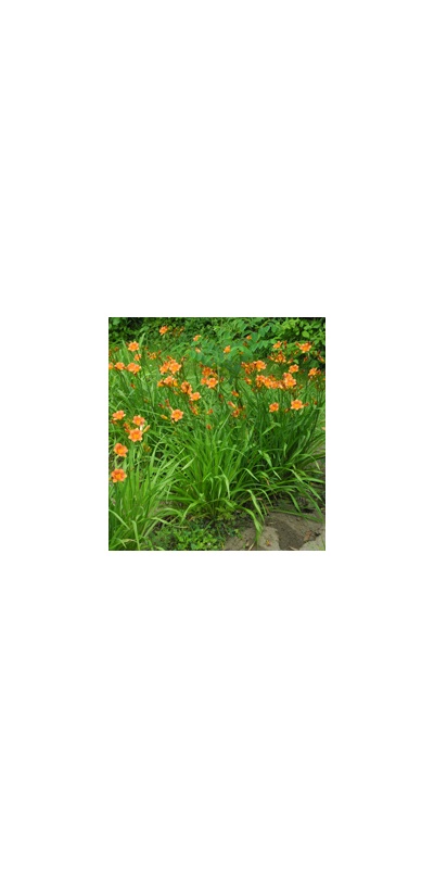 Daylily Clumps 2015: JUSTIN GEORGE