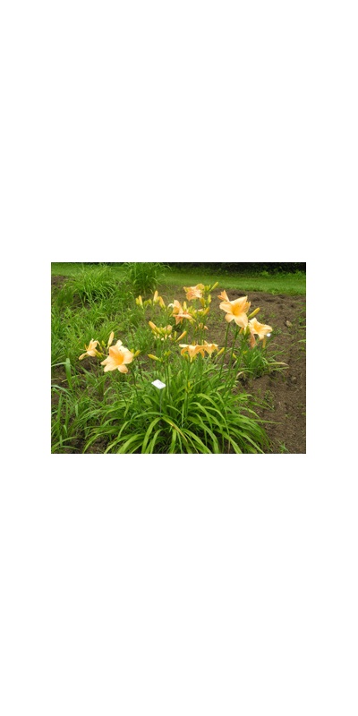 Daylily Clumps 2015: AUNT MAZY'S LINEN (VT)