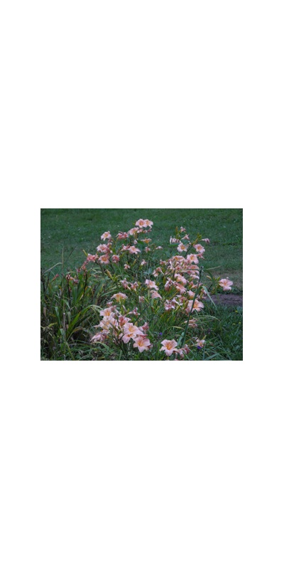 Daylily Clumps 2015: LING ROSE (VT)