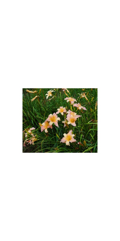 Daylily Clumps 2015: MOONLIT DANCE (VT)