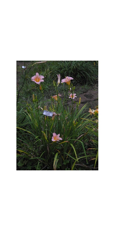 Daylily Clumps 2015: BABY POWDER (VT)