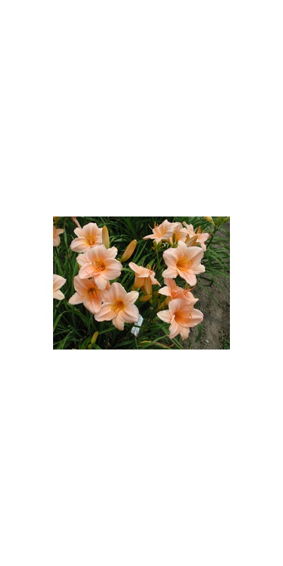 Daylily Clumps 2015: OLALLIE LADY