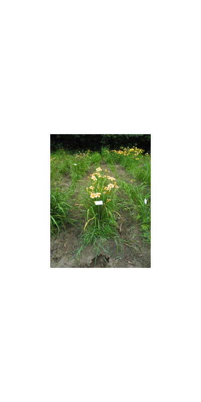 Daylily Clumps 2015: PATTI NEYLAND