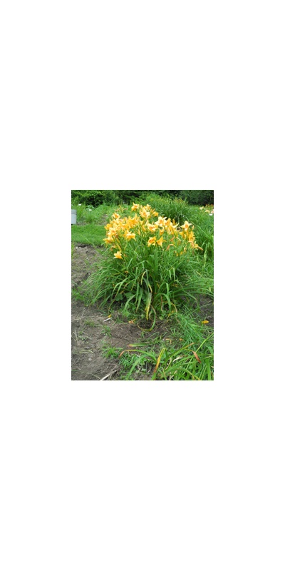 Daylily Clumps 2015: PREVIEW PARTY