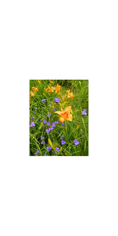 Daylily Clumps 2015: PREVIEW PARTY