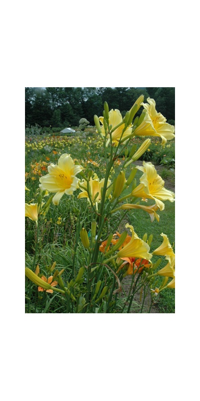 Daylily Clumps 2015: PURITY
