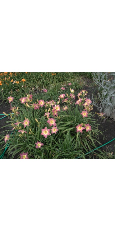 Daylily Clumps 2015: PURPLE GIANT (VT)