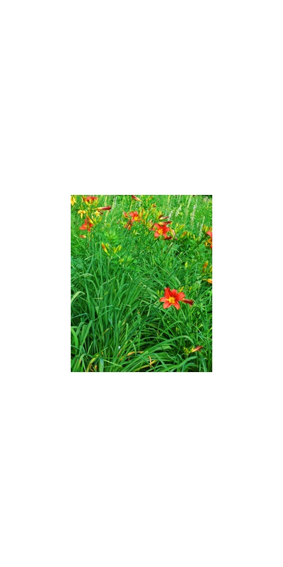 Daylily Clumps 2015: RED SENTINEL 