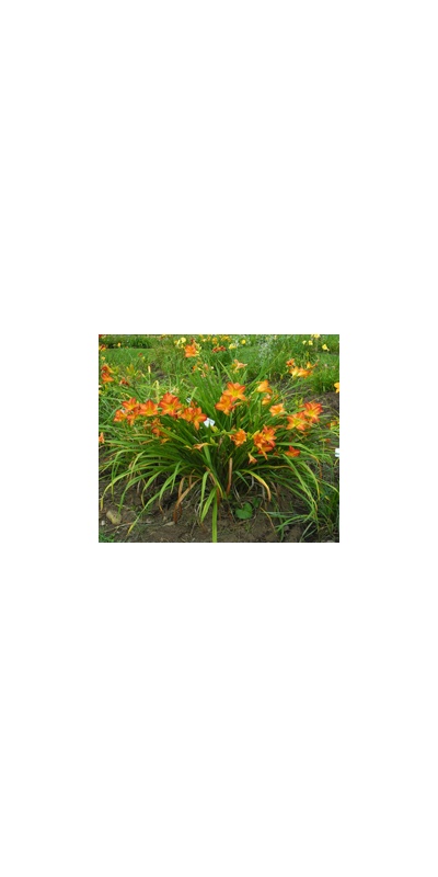 Daylily Clumps 2015: SAFFRON SEASON (VT)