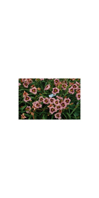 Daylily Clumps 2015: SILOAM NIGHT RING