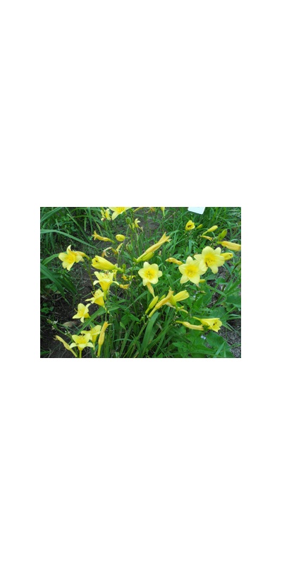 Daylily Clumps 2015: THREE SEASONS