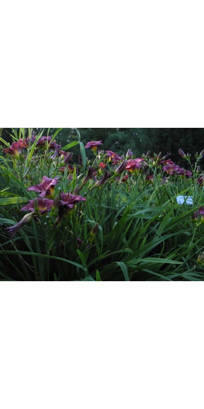 Daylily Scapes: scapes