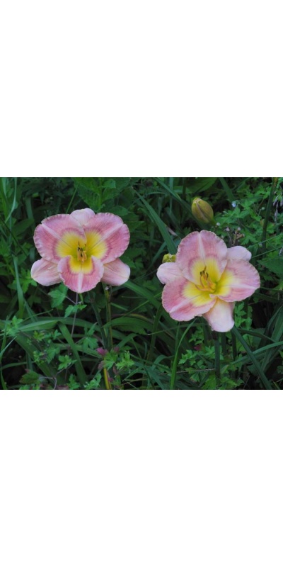 Daylily Scapes: BRIDGETON CLOISONNE