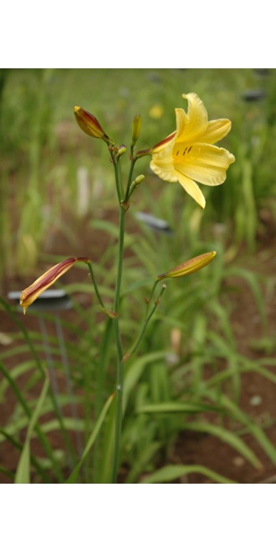 Daylily Scapes: BACKSTROKE