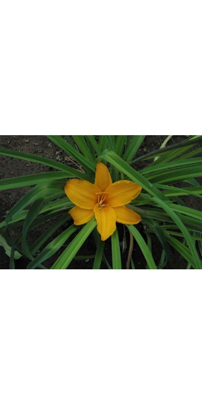 Daylily Scapes: APRICOT