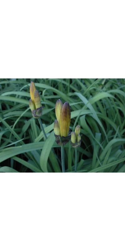 Daylily Scapes: APRICOT
