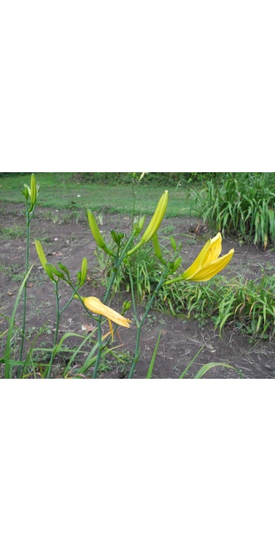 Daylily Scapes: scapes