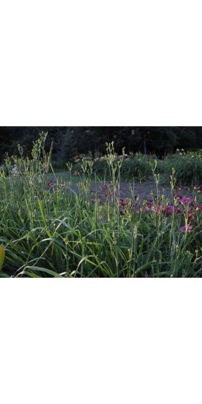 Daylily Scapes: scapes