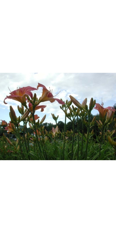 Daylily Scapes: scapes