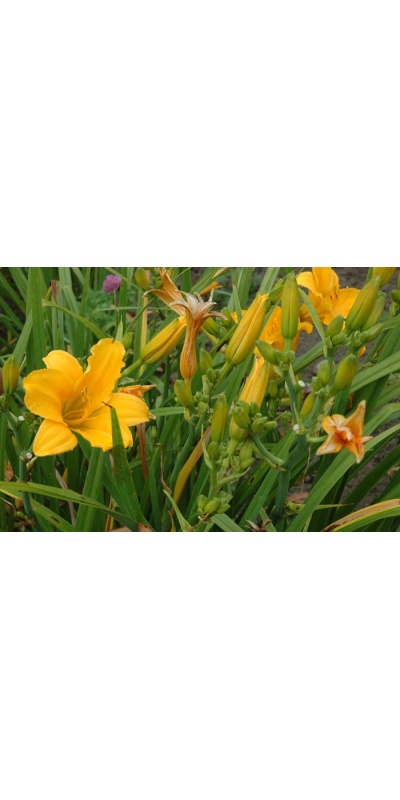 Daylily Scapes: scapes