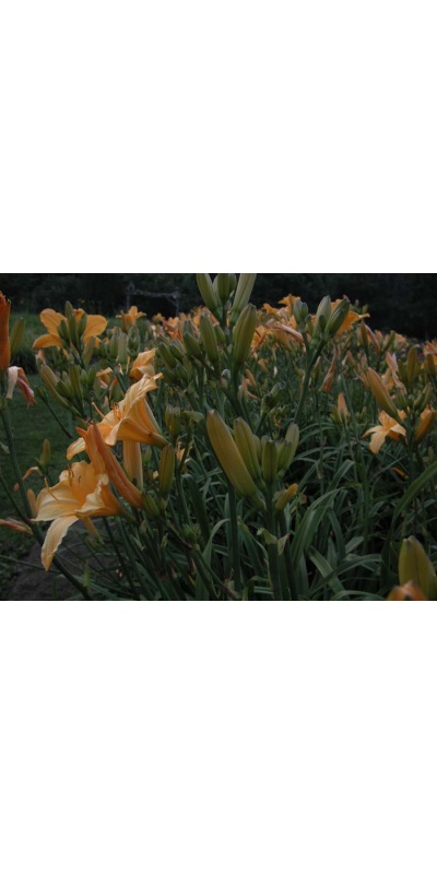 Daylily Scapes: scapes