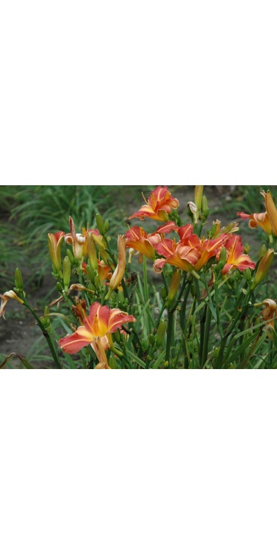 Daylily Scapes: scapes
