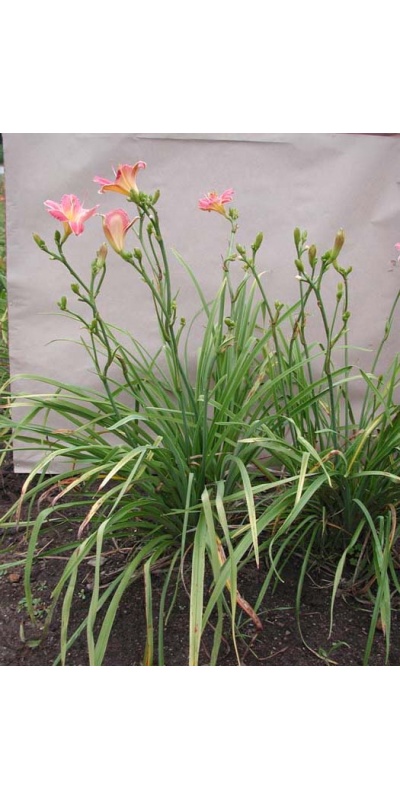 Daylily Scapes: scapesa