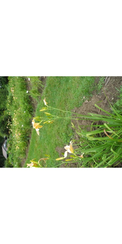 Daylily Scapes: scapes