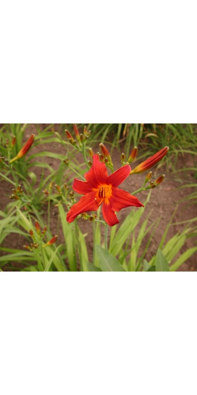 Daylily Scapes: scapes