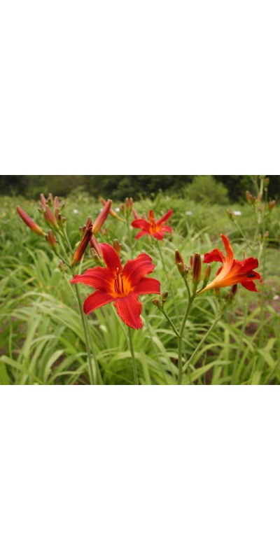 Daylily Scapes: scapesa