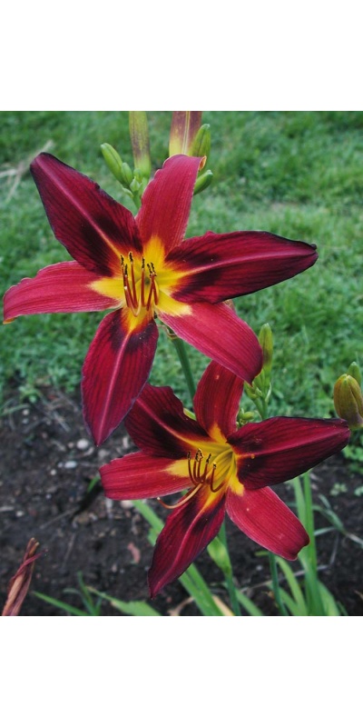 Daylily Scapes: BLAZING FIREFLY (VT)