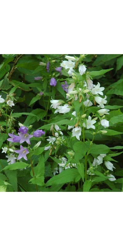 2nd Year Campanula trachelium