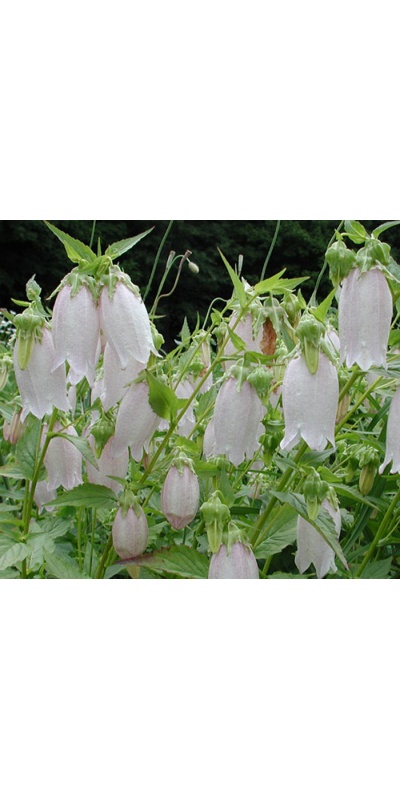 2nd Year Campanula punctata hondoensis