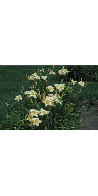 COMPACT CREAM (VT)