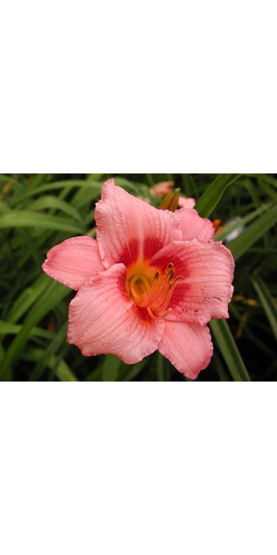 daylilies: DECATUR CHERRY SMASH