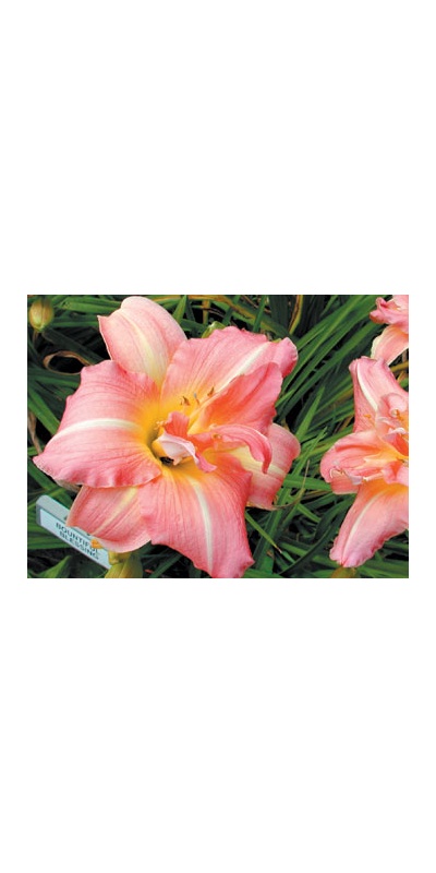daylilies: BOUNTIFUL BLESSING