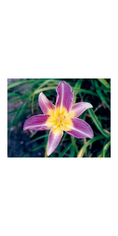 daylilies: VERTIGO (VT)