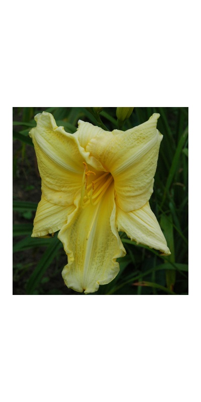 daylilies: + Very Special Ruffled Lemon Yellow (VT)