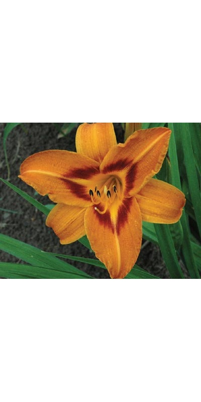 daylilies: WAKE ROBIN