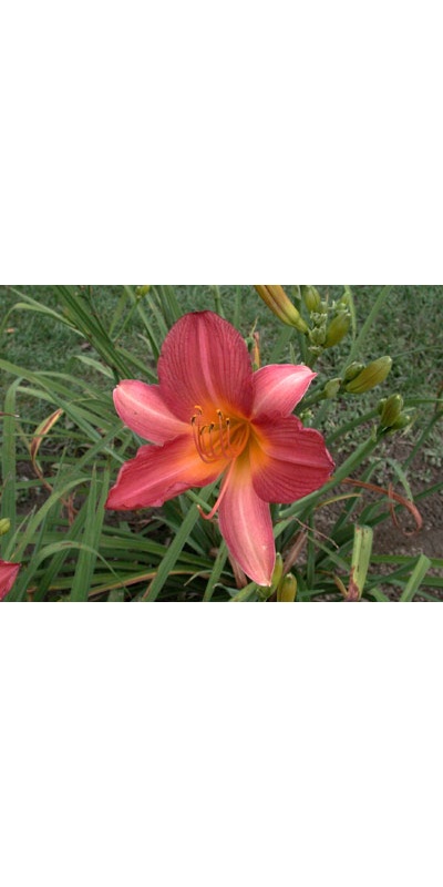 daylilies: WATERMELON SUMMER (VT)